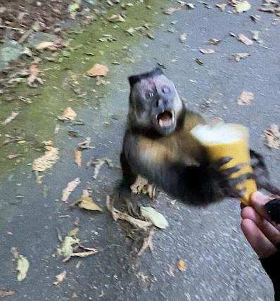 Monkey at Tijuca National Park